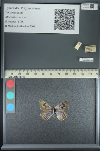 Media type: image;   Entomology 183176